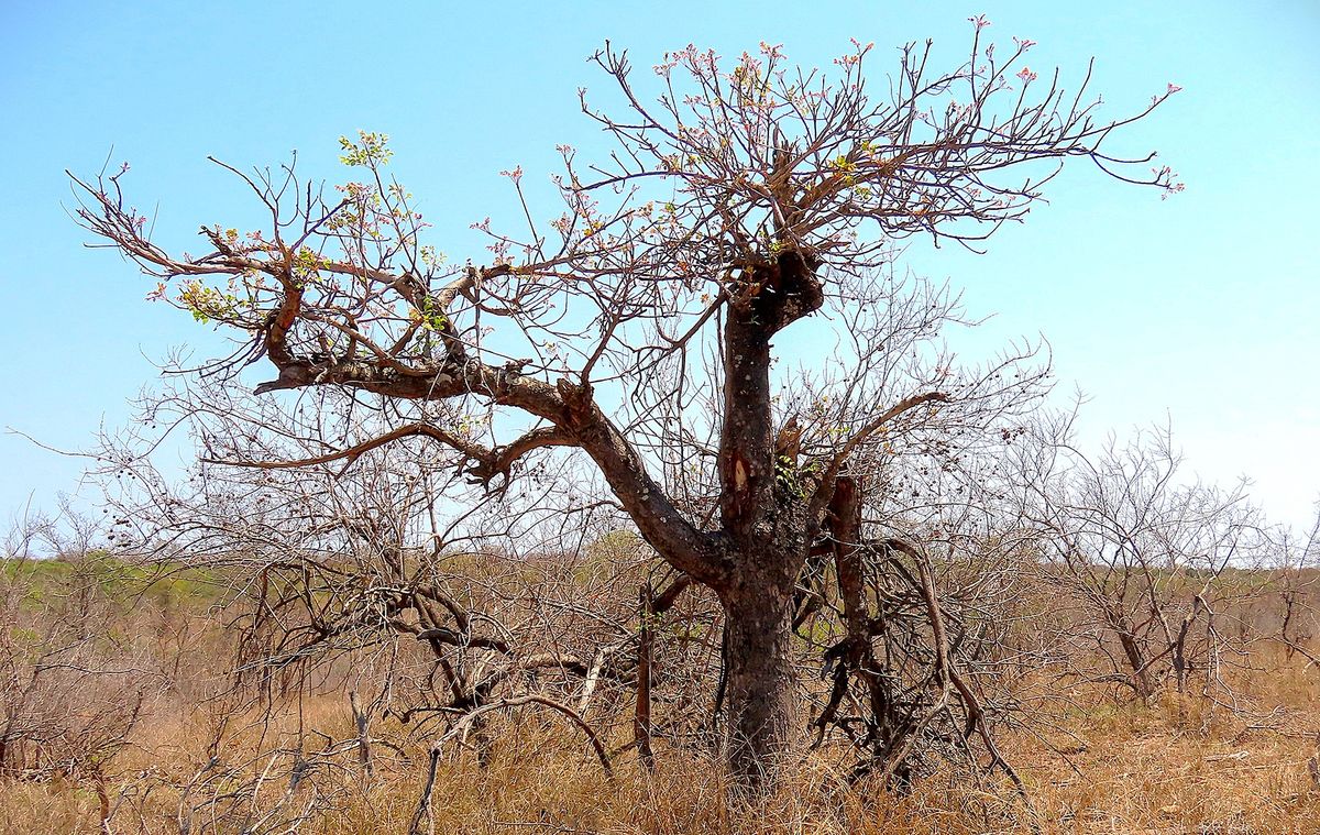 Elephants or marula trees? A plant ecologist’s uneasy view from the ...