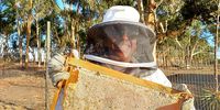 Daniélle Beekeepers