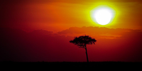 Africa Rising.