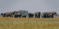 Herd of elephants. Image: Supplied / Wild Bird Trust