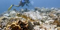The author, Sam Purkis, dives near a hawksbill turtle in the Chagos Archipelago. (Photo: Derek Manzello/Khaled bin Sultan Living Oceans Foundation)
