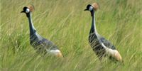 Grey Crowned Cranes at Albert Falls Dam, KwaZulu-Natal. Image: Sanjaya Pillay.