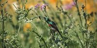 Southern double-collared sunbird enjoying the spring flowers. Photo: Caroline Rowbottom / @caroline_rowbottom<br>