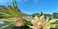 Proteas in Cape Town. Photographer: Jigna Dhoolab 