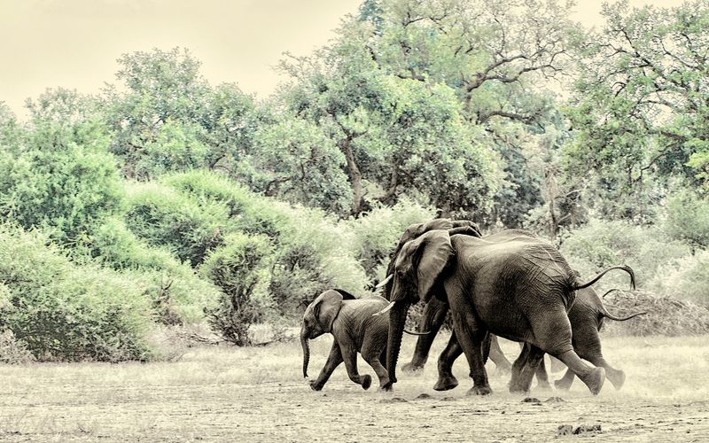 Ezemvelo seems set on a massive elephant cull in KZN despite lack of scientific