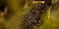 Peek a Boo I am watching you. Image: Sharlene Cathro <br>@sharlenewildlifephotography