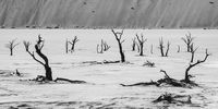 Deadvlei near Sossuvei Nambia. Photographer: Neville Lance