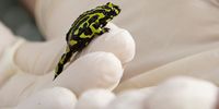 SYDNEY, AUSTRALIA - MARCH 31: Taronga Zoo Herpetofauna Supervisor Michael McFadden holds a Northern Corroboree frog in his hand at Taronga Zoo on March 31, 2021 in Sydney, Australia. The Northern Corroboree frog is one of Australia's most endangered species whose population in the wild was severely impacted by the 2019-20 bushfires. Taronga Zoo's new breeding program and purpose-built 'frog hotel' aims to ensure the survival of the species and ensure genetic diversity in Northern Corroboree populations in the wild. The Northern Corroboree frog has become a symbol of the pressures facing Australia's alpine environments from bushfires, feral pests and land degradation. (Photo by Jenny Evans/Getty Images)