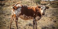 Nguni cattle are exceptionally fertile, handle heat conditions well, and are tick-resistant. (Photo: Chris Marais)<br>