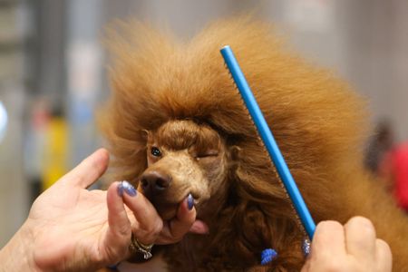 In images: The 'greatest dog show in the world' in Birmingham, England