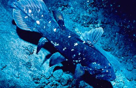 South Africa’s underwater explorers are going deeper to map biodiversity and track climate change in the ocean