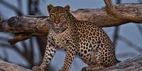 Stalking an Impala. Photographer: Prakash Bhikha