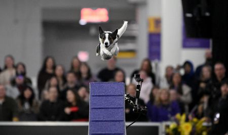 In Pictures: At the Westminster Dog Show, a doberman named Penny takes top honours