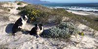 Just 12 km,s from Cape Town on the west coast road you can escape for a peaceful walk away from Covid threat for a while ?<br>