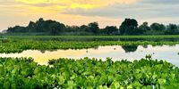 Water Lettuce invading Vaal River. Photographer: Sibthayn Rajab