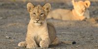 Lion Cub – Nambiti Game Reserve - KZN. Image: Ronnie Herr