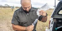 A syringe gets filled with sterile saline. This is used in performing a bronchoalveolar lavage on the immobilised elephant. (Photo: Shiraaz Mohamed)
