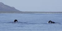 The Cape’s infamous killer whale pair, who were dubbed Port and Starboard for their bent dorsal fins which point left and right. (Photo: Marine Dynamics Conservation Trust)