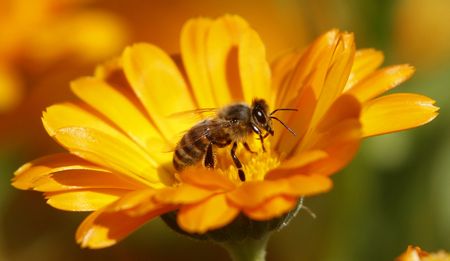 Pesticides put bumblebee colonies at risk of failure