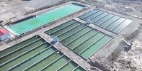 SA helps feed China’s huge desert fish-farming boom