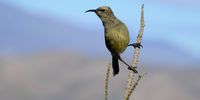 Female southern double-collared sunbird - there is a protea forest on the hike, which attracts a host of birds (Image Angus Begg)
