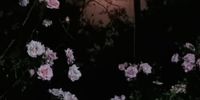 Moonlight and roses. Photographer: Liz Turnet