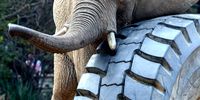 Opinion-Cruise-zoo elephants