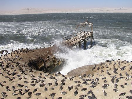 Battle against extinction of seabirds - 'In order to save penguins, should we cull seals?'