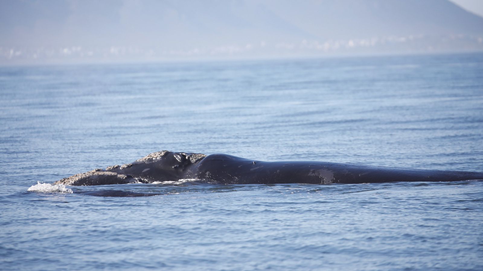 Southern right whales: tracking the ocean’s gentle giant