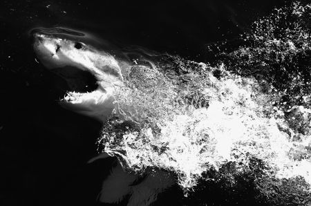 Decline in great white sharks off SA’s coast could see apex predator vanish entirely