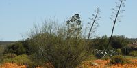 Road to Matjiesfontein outside Nieuwoudtville. Photographer: Anthea Serritslev</p>
<p> 