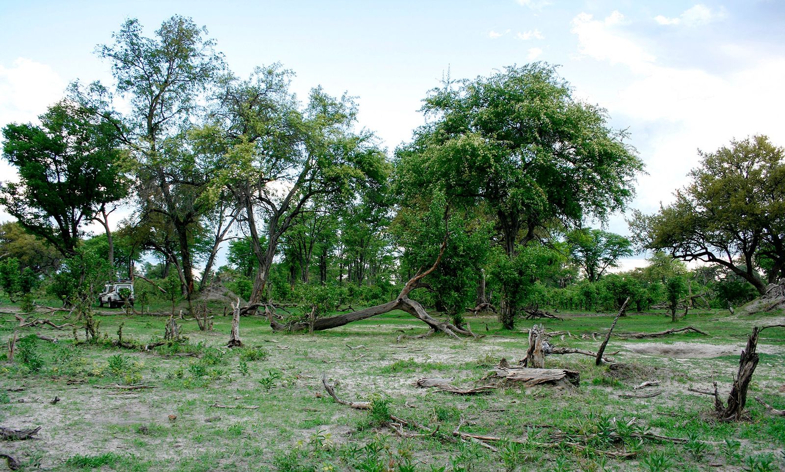 Challenging misconceptions — the positive impact of elephants on ...