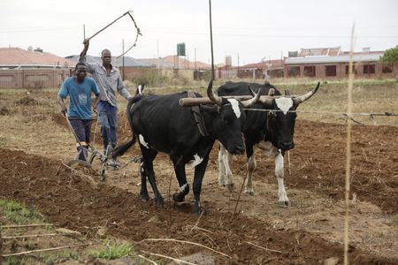 Agriculture could be Zimbabwe’s way out of the dark