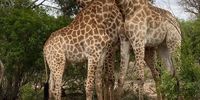 Giraffe, Kruger National Park, October 2022. Photographer: Paul Datlen