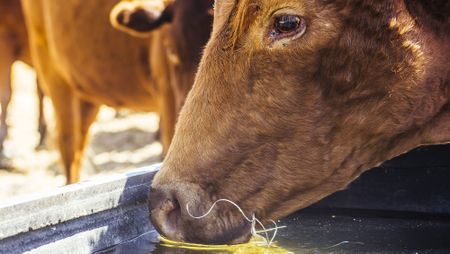 Foot-and-mouth disease restrictions lifted for Eastern Cape, Limpopo