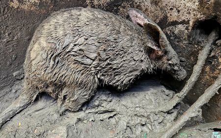 Aardvark rescue in Nelson Mandela Bay highlights perils of infrastructure theft crisis