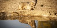 A wolf stands besides a pool in his enclosure. (Photo: Shiraaz Mohamed)