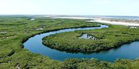 Mangrove swamps such as this one on the coast of Senegal provide vital stepping stones for travelling birds. (Photo: Wetlands International)
