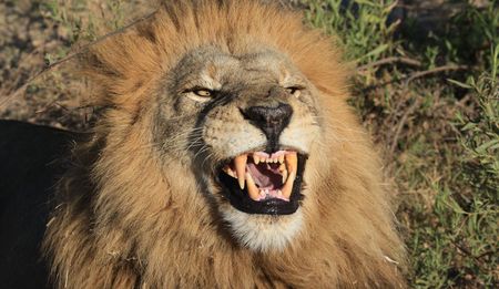 Born Free Foundation: SA support for lion bones trade is damaging its image