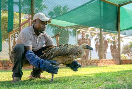 Vultures on the brink: Understanding climate change's impact on Africa's essential scavengers