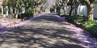 Jakaranda trees "tunnel" during Autom on Rosebank Road in Dunkeld West, Johannesburg, South Africa. Photographer: Khathu Muvhango :