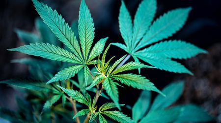 What Next? ‘We won the battle on cannabis, but the war isn’t over’