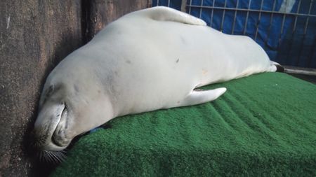 Lessons aquatic: What the travels of three seals to South Africa can teach marine researchers