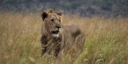 Trophy hunting quotas stopped by animal protection NGO - for now