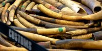 Seized elephant tusks displayed at a Hong Kong Customs press briefing in Kowloon, 1 February 2019. (Photo: EPA-EFE / Alex Hofford)