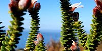 The Beautiful Cape Point.