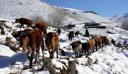 Lesotho and South Africa: ‘Good fences make good neighbours’