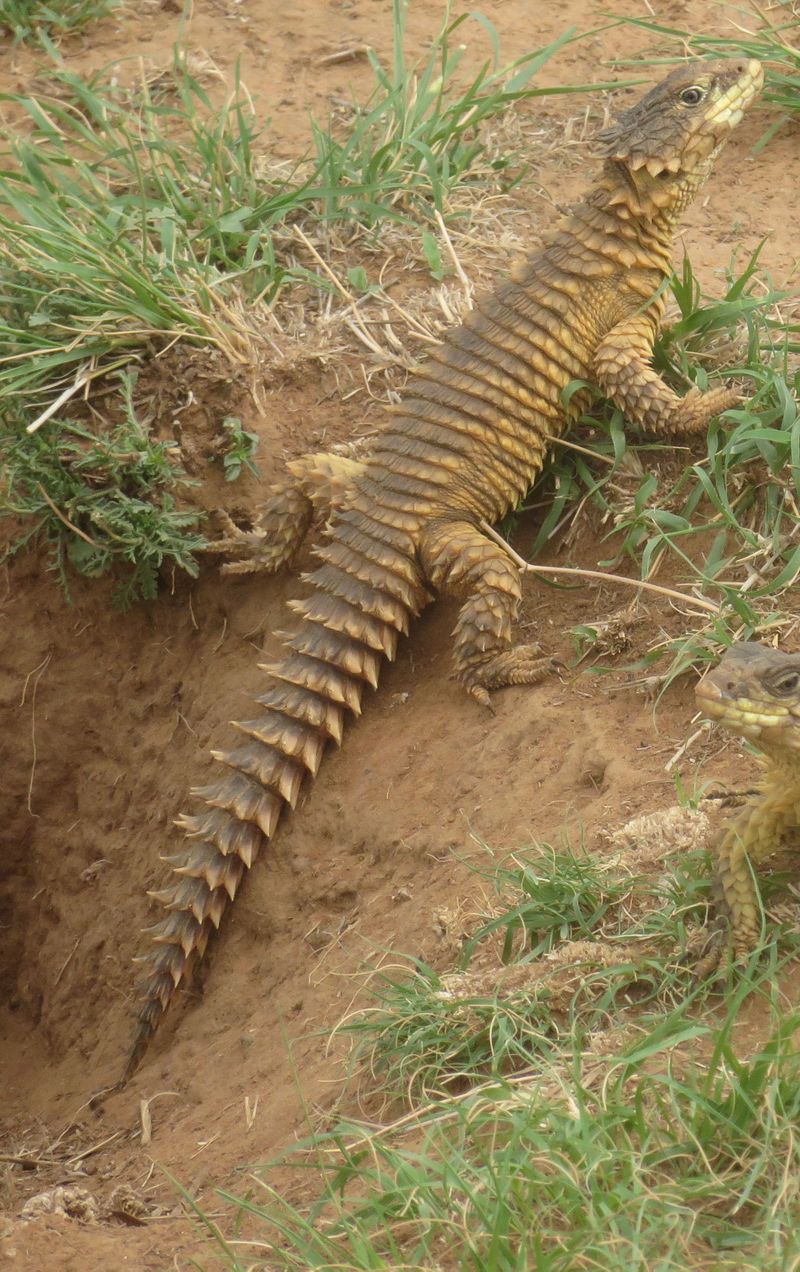 SA couple sentenced for unlawfully exporting vulnerable sungazer lizards