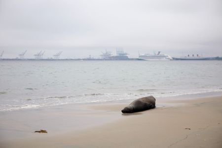 Three dead after boat capsizes near San Diego in suspected migrant smuggling effort