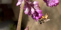 Winter nectar collection in Bloemfontein.